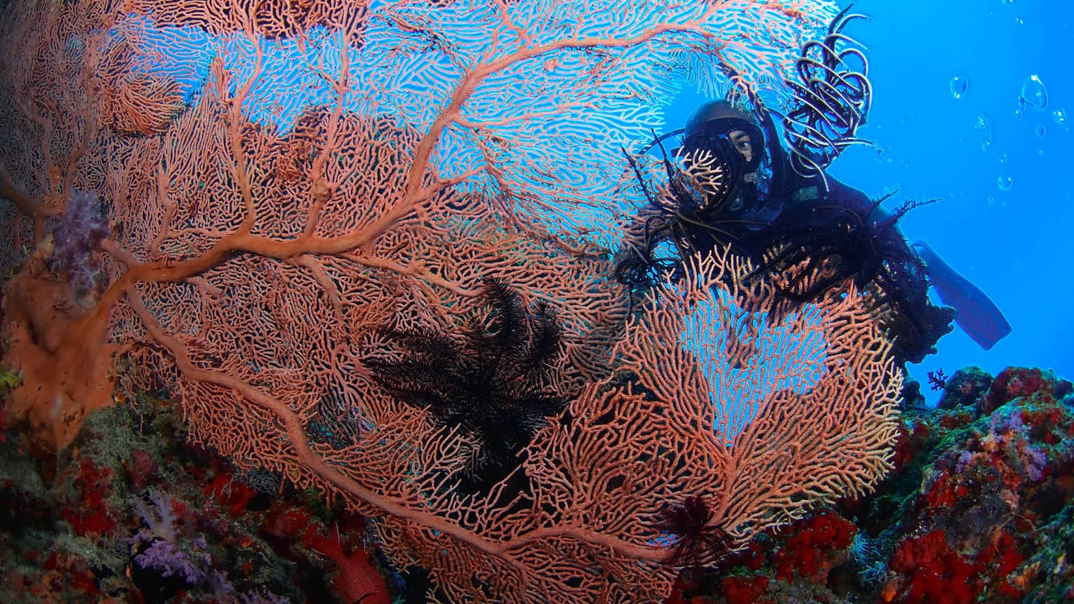 A Scuba diver swims behind large, colourful coral in lagoon
