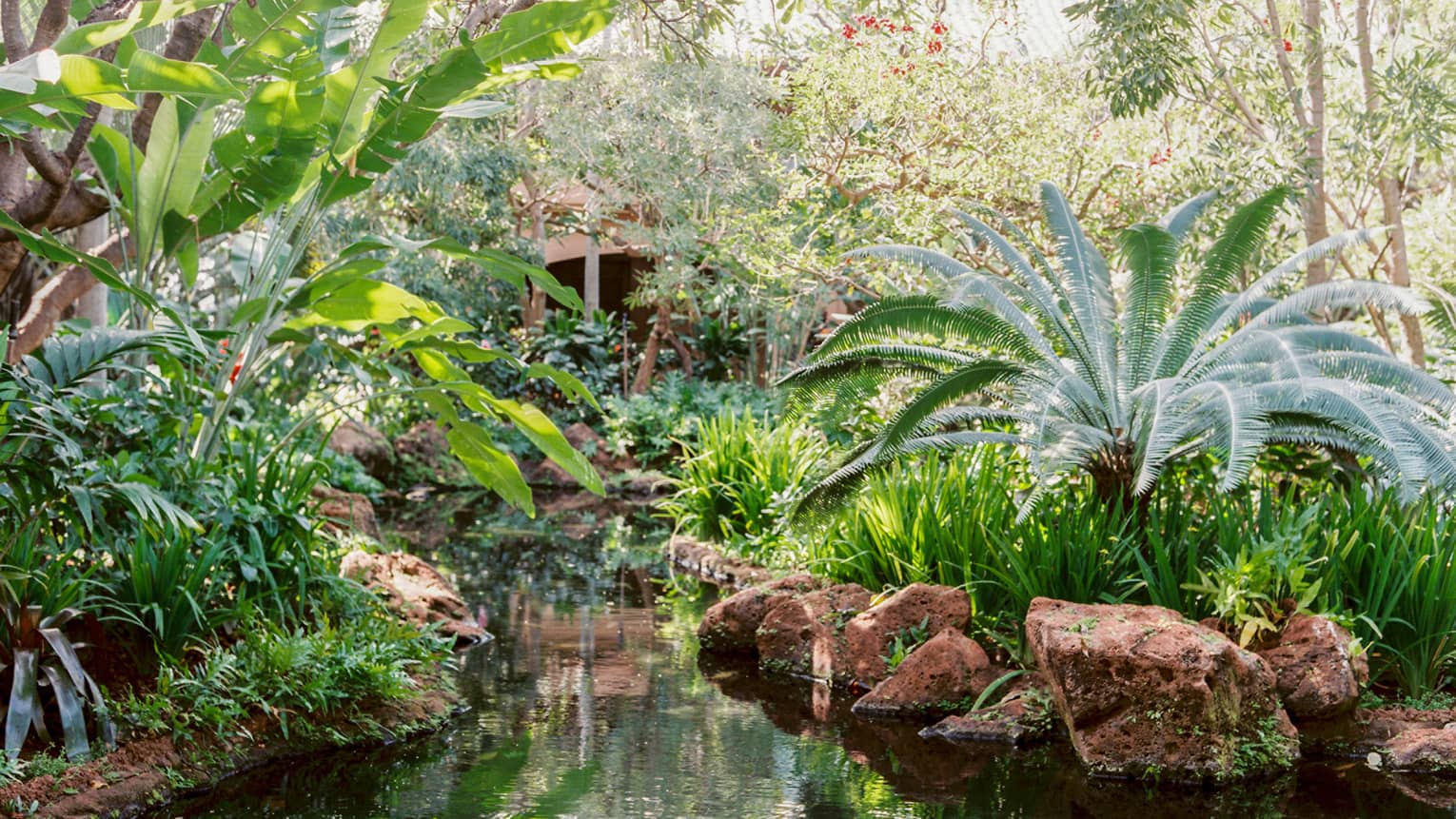 Tropical plants and rocks over garden pond