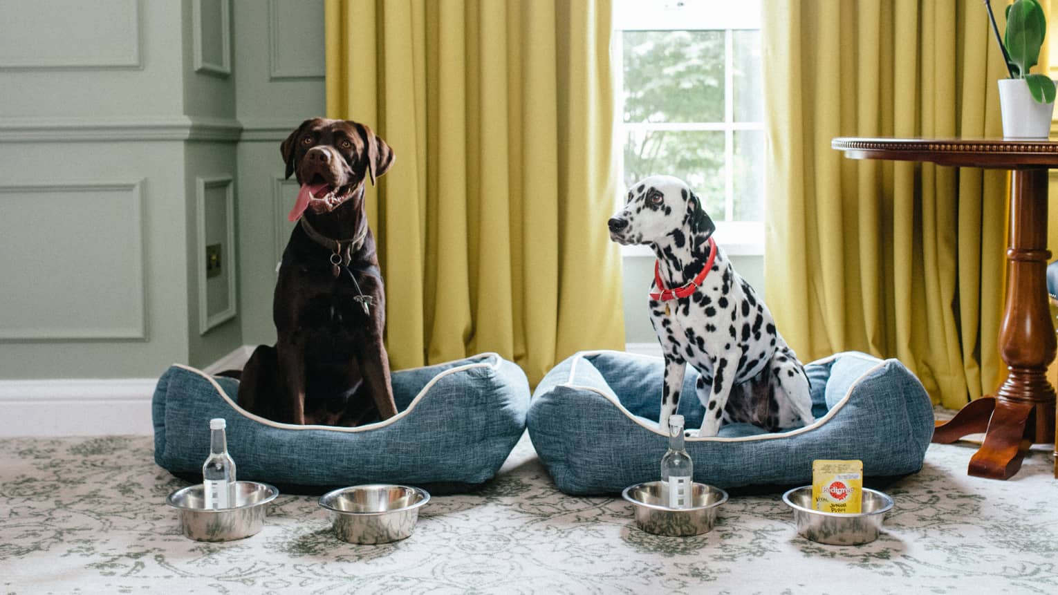 A chocolate labrador and a dalmatian each sitting up in a blue dog bed with metal water and food dishes before them