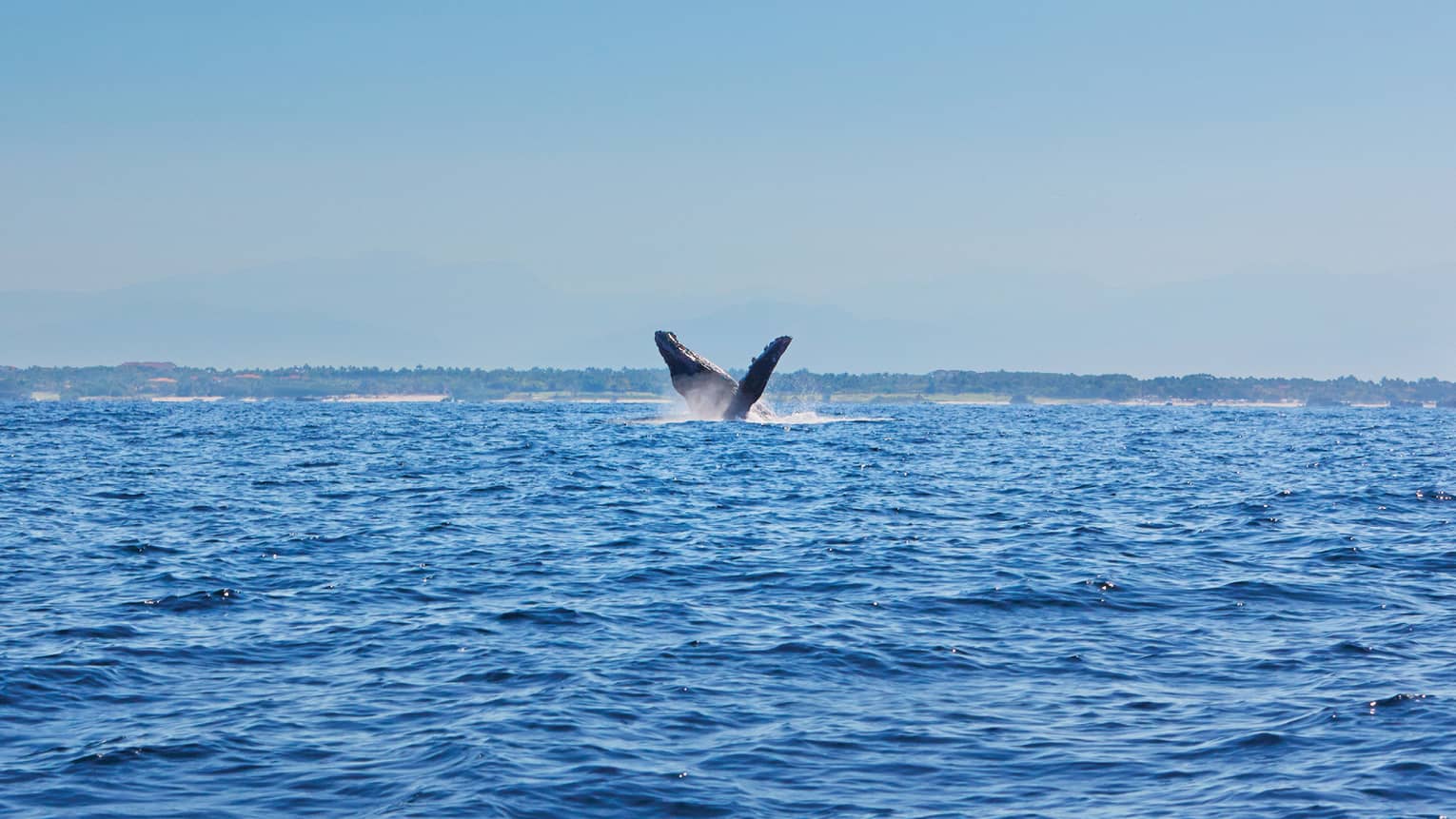 Under a clear blue sky, sandy shore and hazy mountains in the distance, a whale’s head and fin emerge from frothy ocean water.