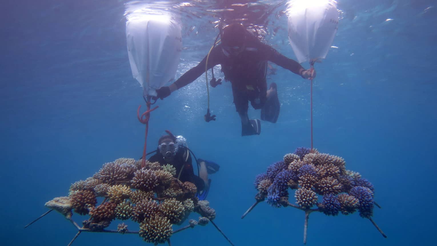 This image depicts two scuba divers in the waters near Four Seasons Resort Maldives at Kuda Huraa, transporting pieces of coral embedded onto coral frames. This image connects to ESG and preserving biodiversity at Four Seasons.