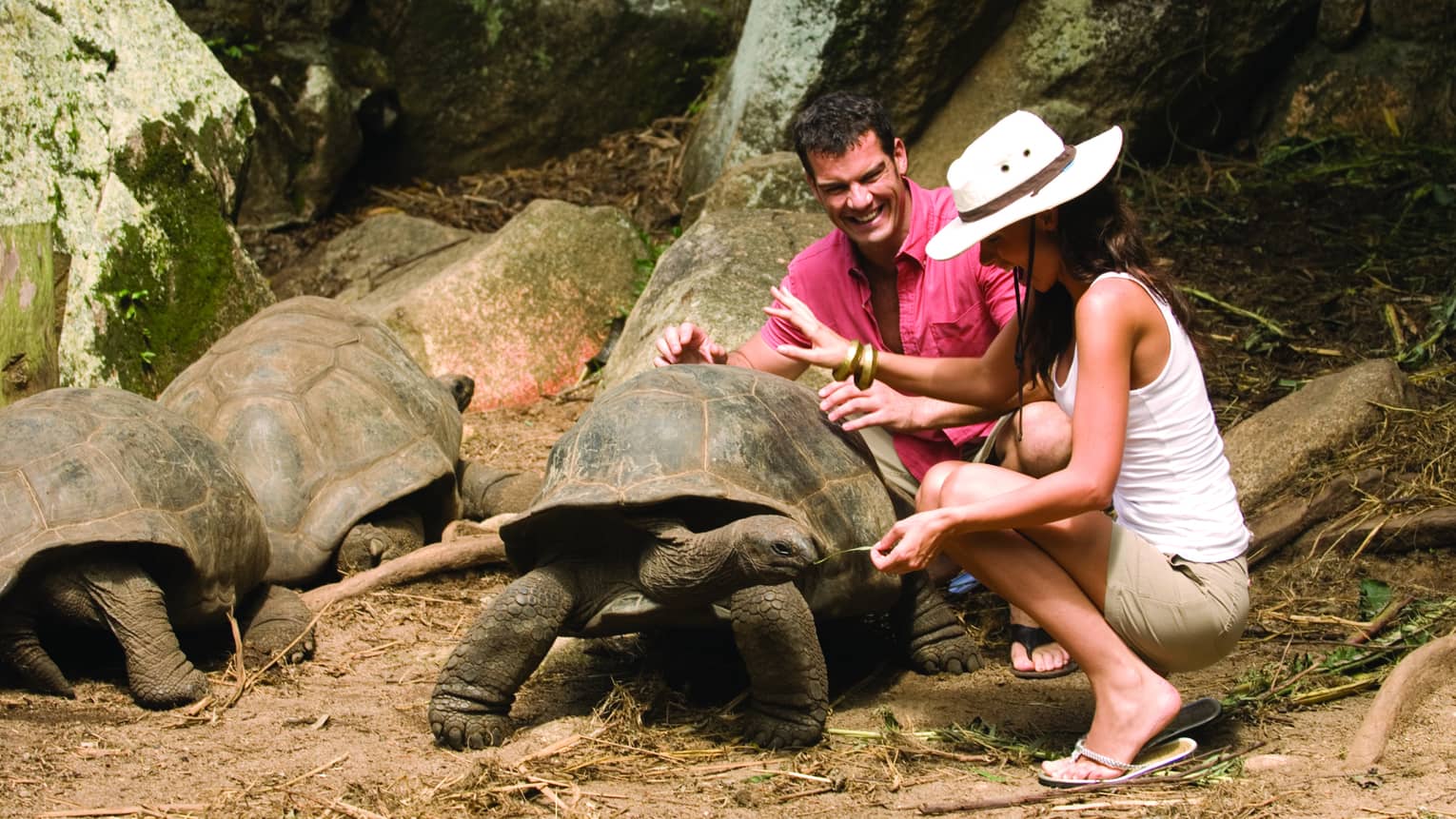 Man in pink button-up shirt and woman in white sunhat laugh, kneel above two Aldabra giant tortoises