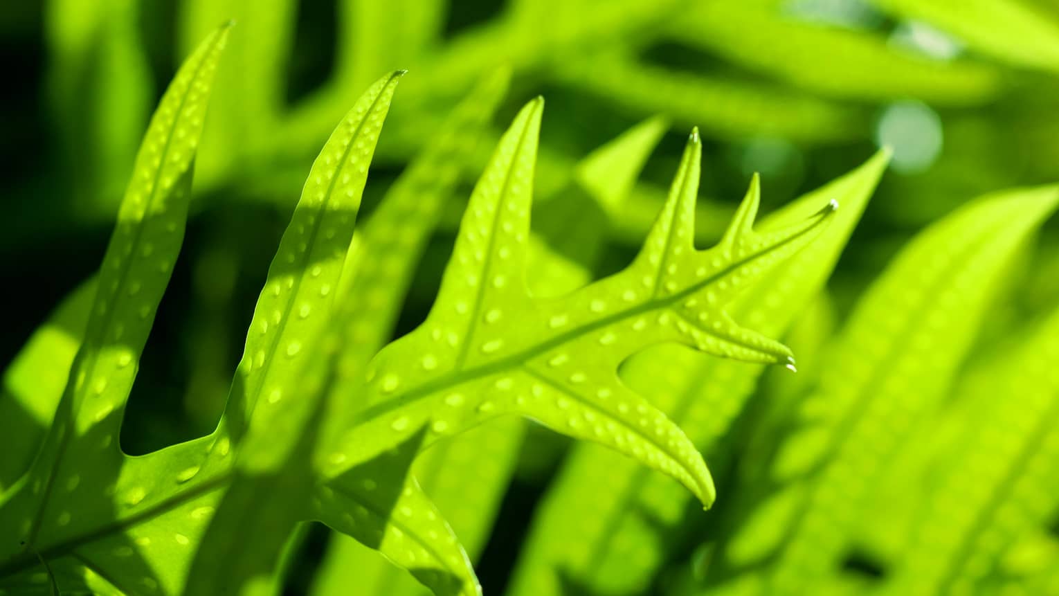 Detailed close-up of verdant leaves on a plant