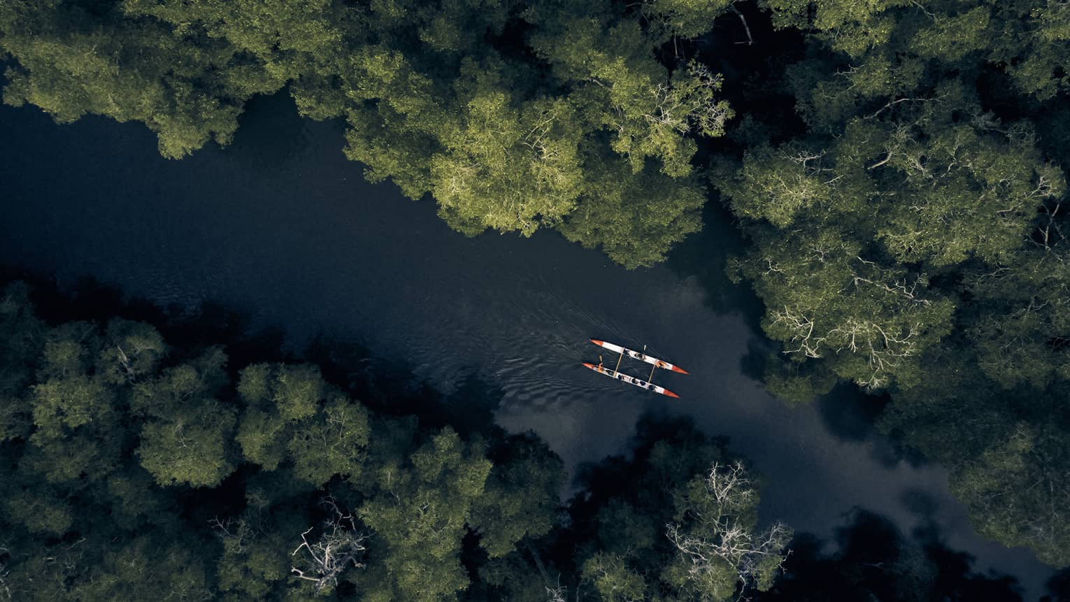 Aerial view of the mangrove forest