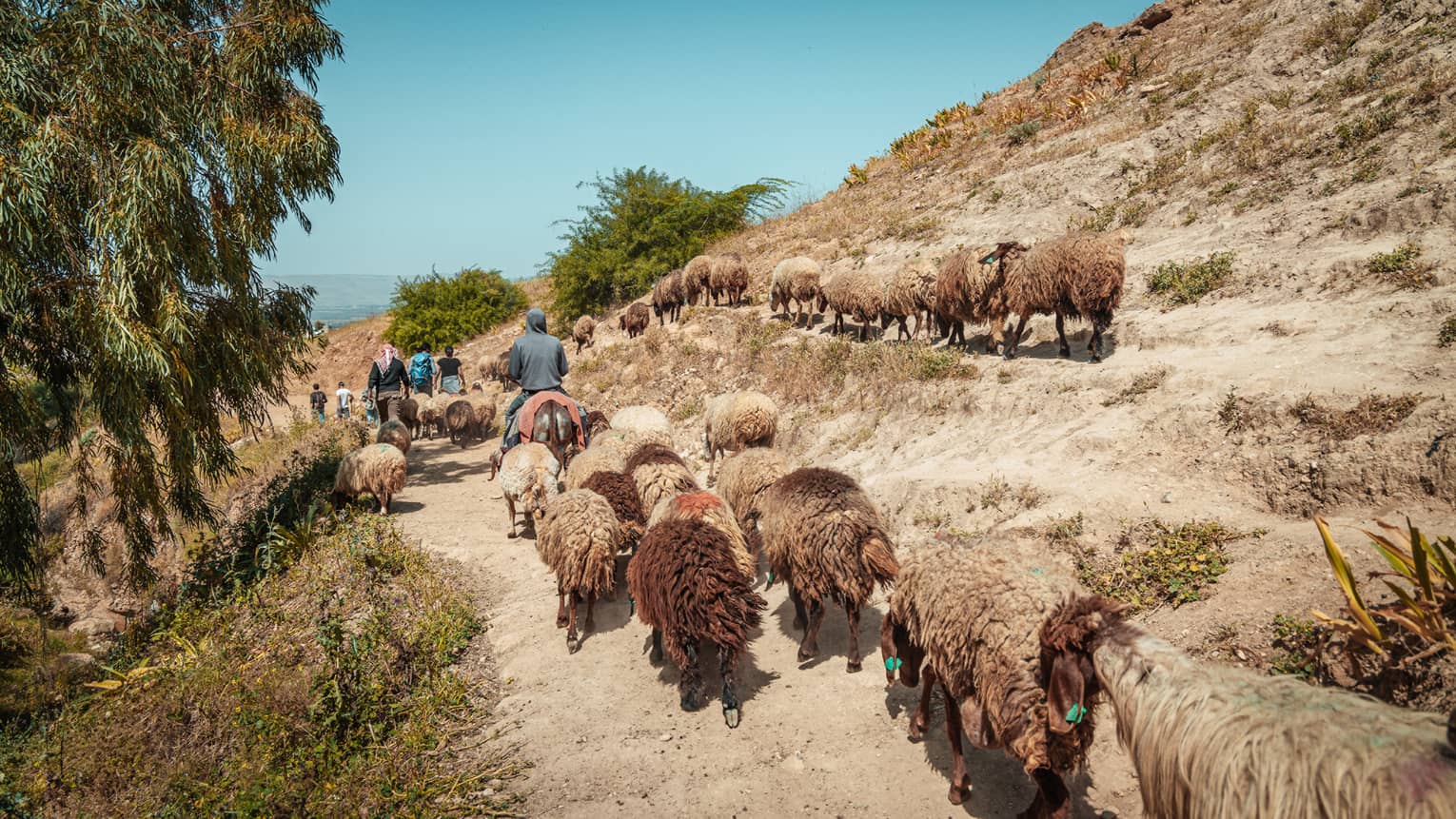 A herd of sheep is led along a mountain path by four people on horseback in Pella, Jordan