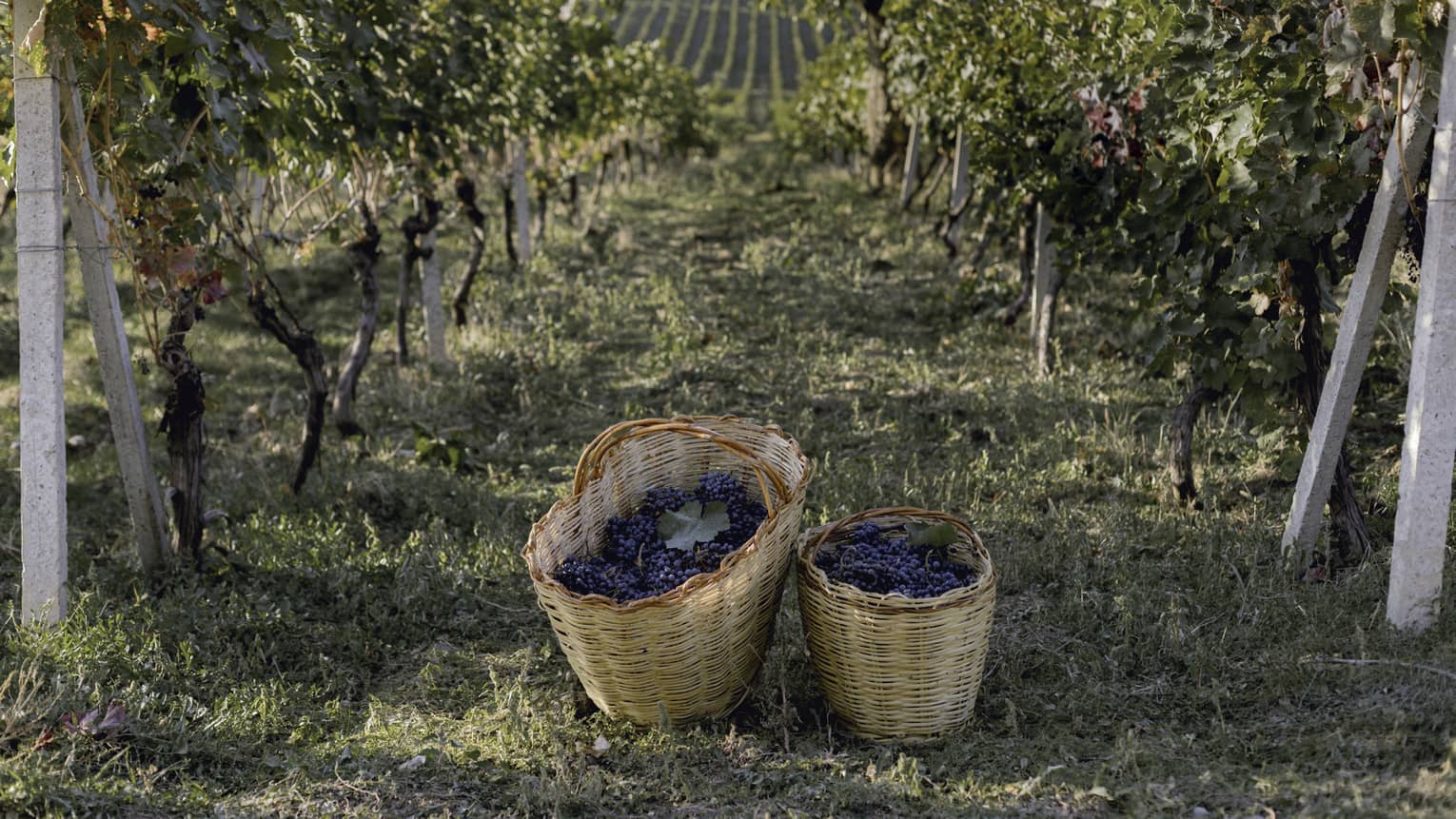 Two baskets of grapes on winery pathway