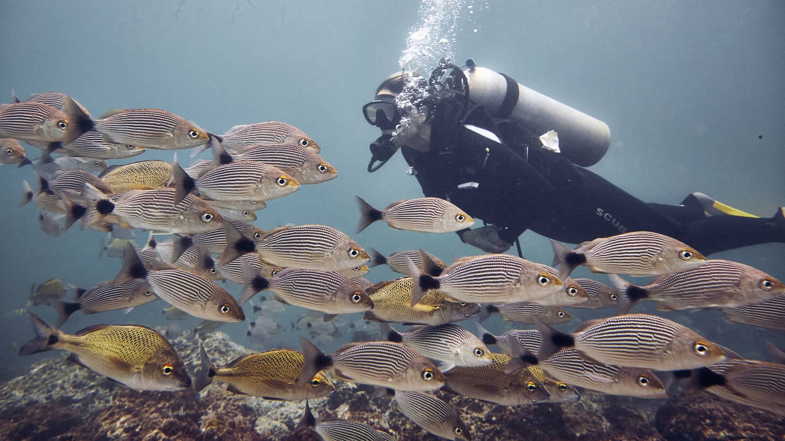 Woman scuba dives among a school of coulourful striped fish, the open ocean behind her