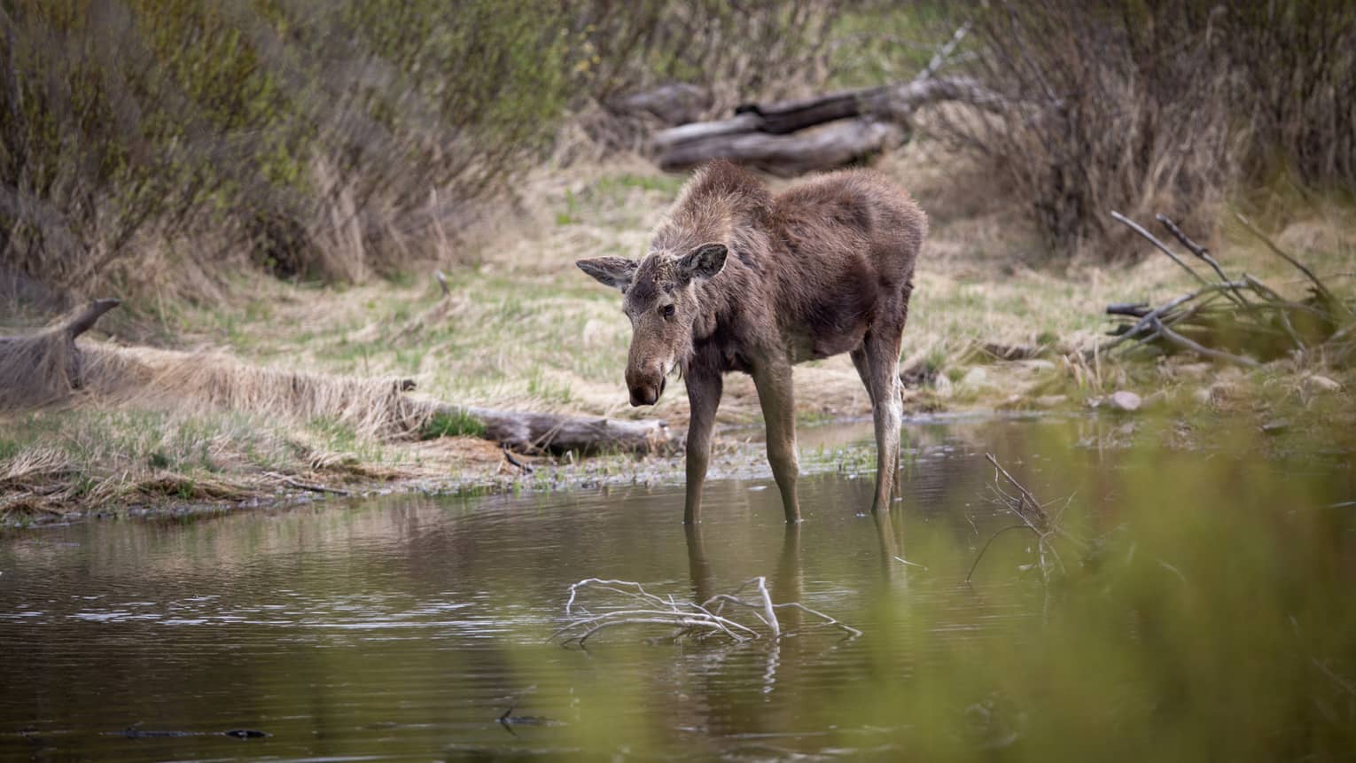 Moose stands in river near grassy shore