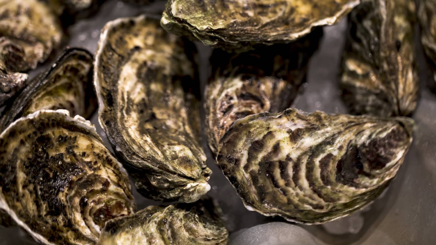 Close up image of oysters.