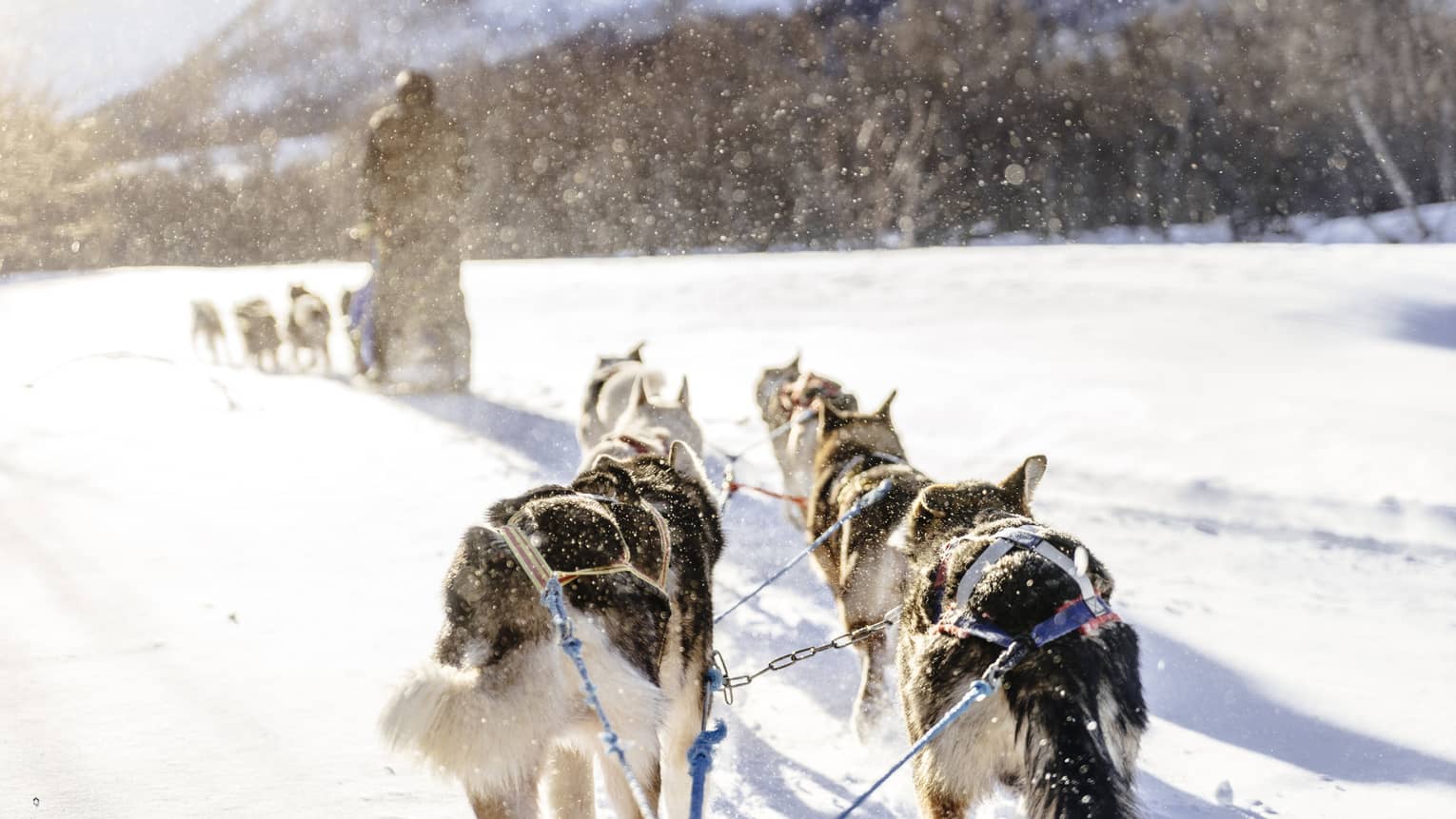 A group of dogs pulling a man on a sled over white snow, with trees and mountains in the distance.