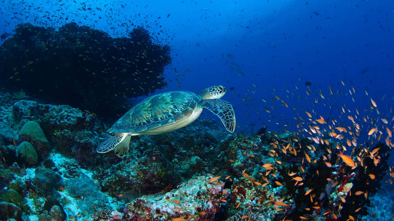 A turtle swimming through the deep blue waters of a coral reef.