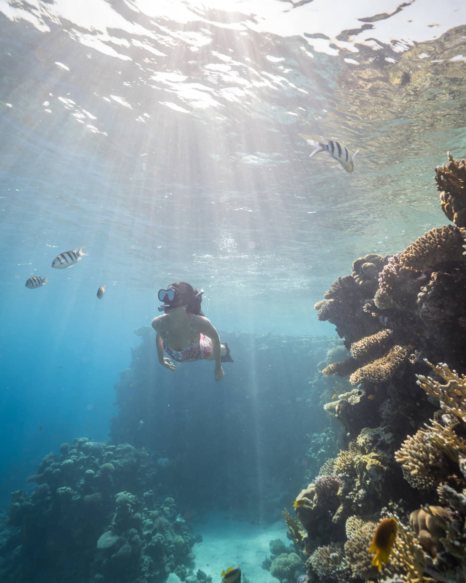 Woman in pink bathing suit snorkels among colourful fish and coral reefs, sunlight streaming through the water's surface