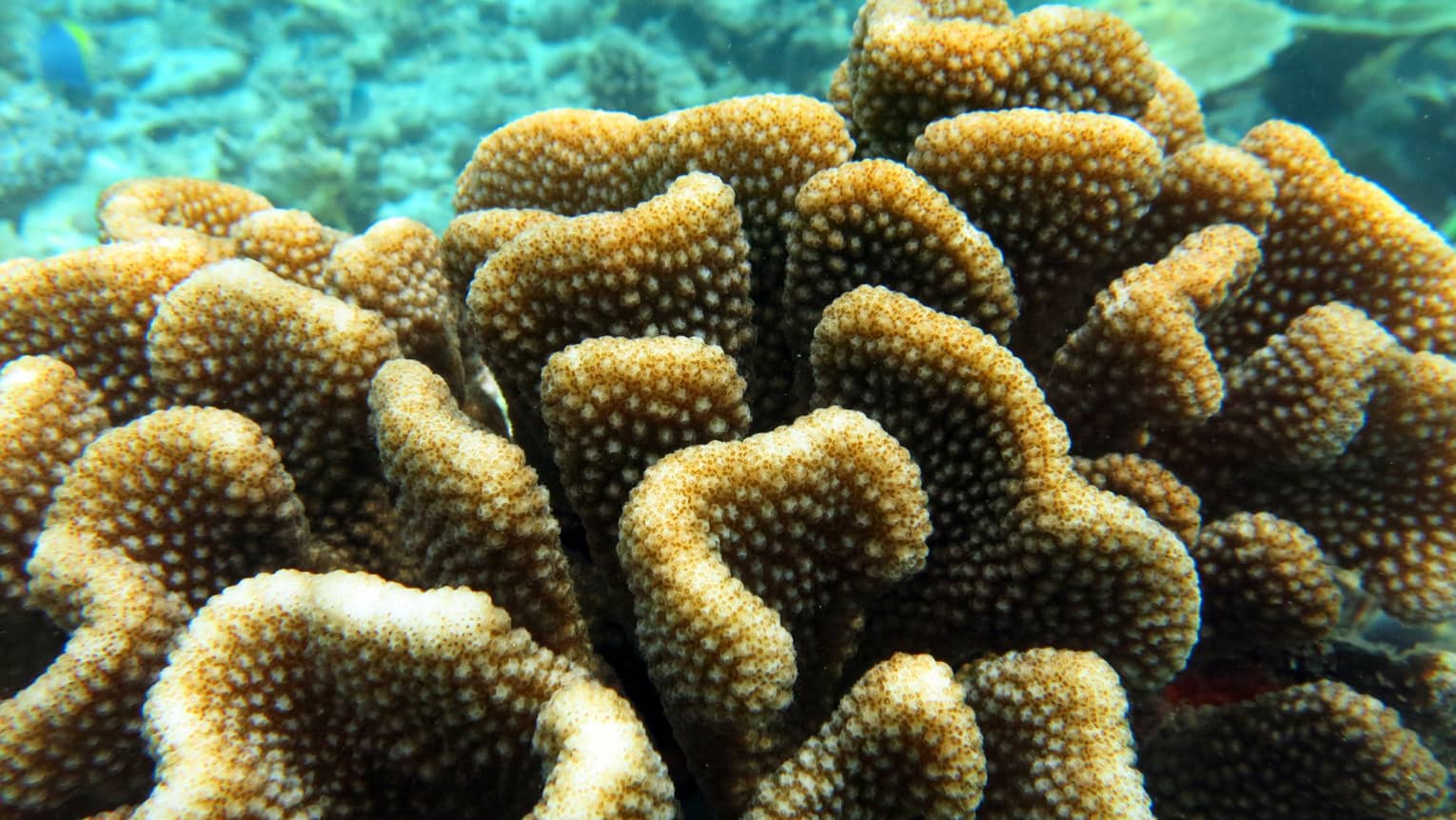 Corals underwater.