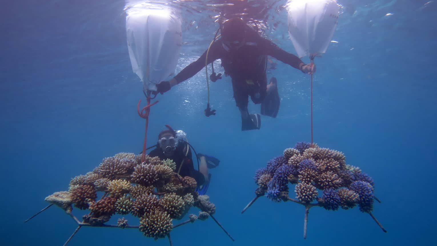 This image depicts two scuba divers in the waters near Four Seasons Resort Maldives at Kuda Huraa, transporting pieces of coral embedded onto coral frames. This image connects to ESG and preserving biodiversity at Four Seasons.