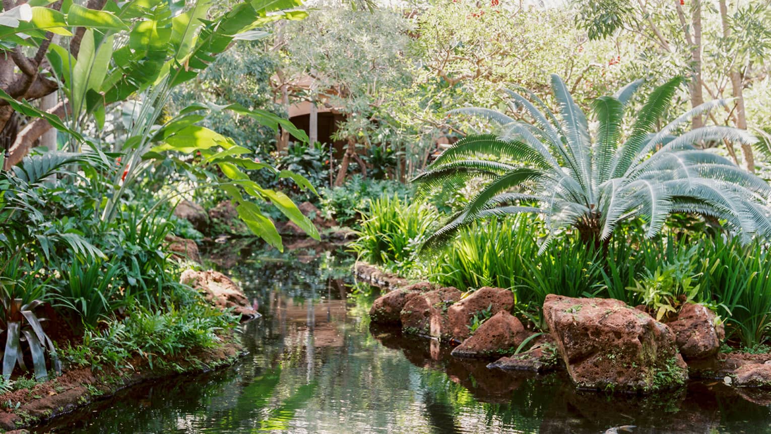 Tropical plants and rocks over garden pond