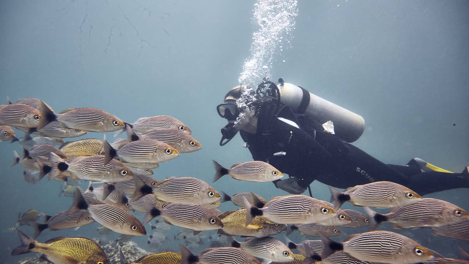 Woman scuba dives among a school of coulourful striped fish, the open ocean behind her