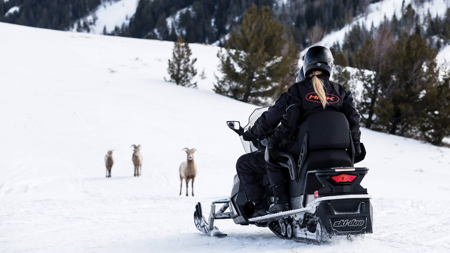 A woman on a snowmobile with a few goats in front of her in the snow.