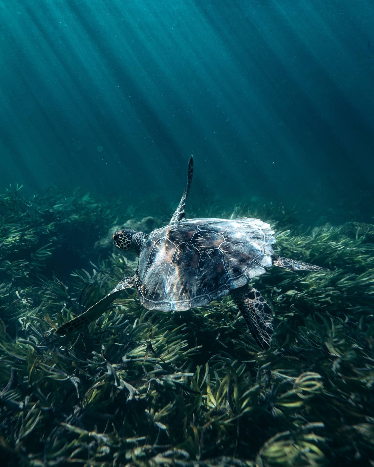 Beams of refracted sunlight illuminate a sea turtle's shell as it glides over a gently swaying kelp forest. 