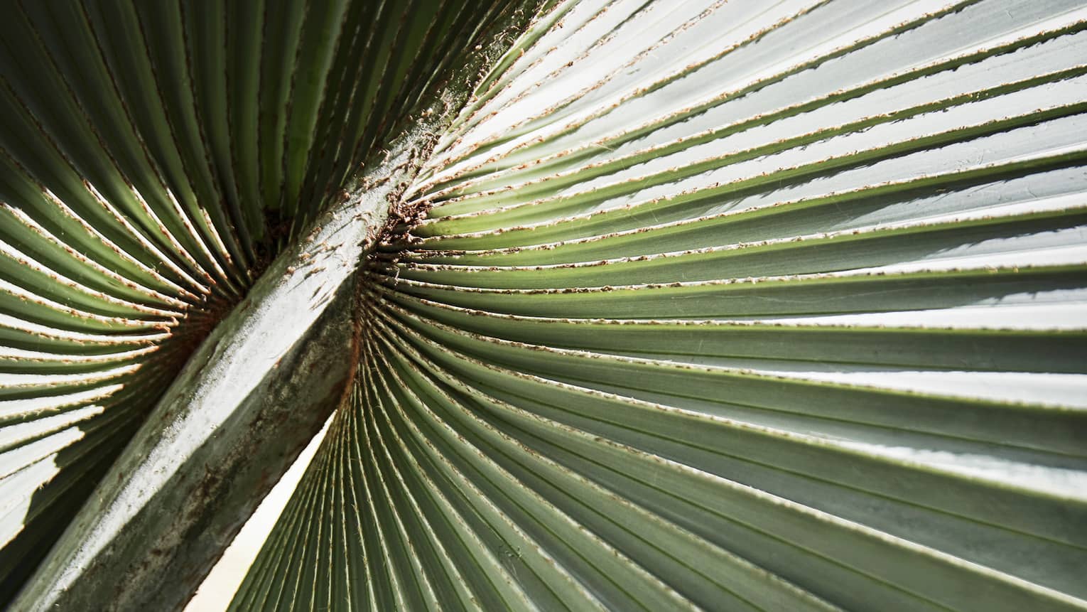 Close up detail of a plam leaf
