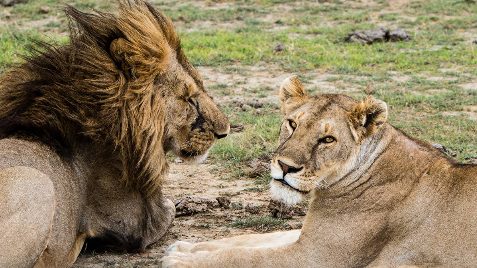 Close-up of two lions lounging on the grass