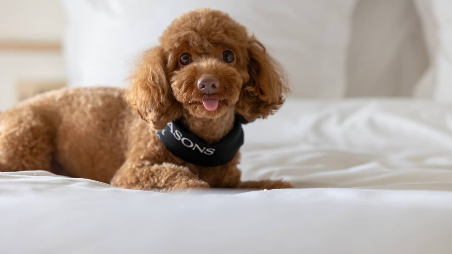 Apricot toy poodle with Four Seasons bandana lounges on a bed with white linens