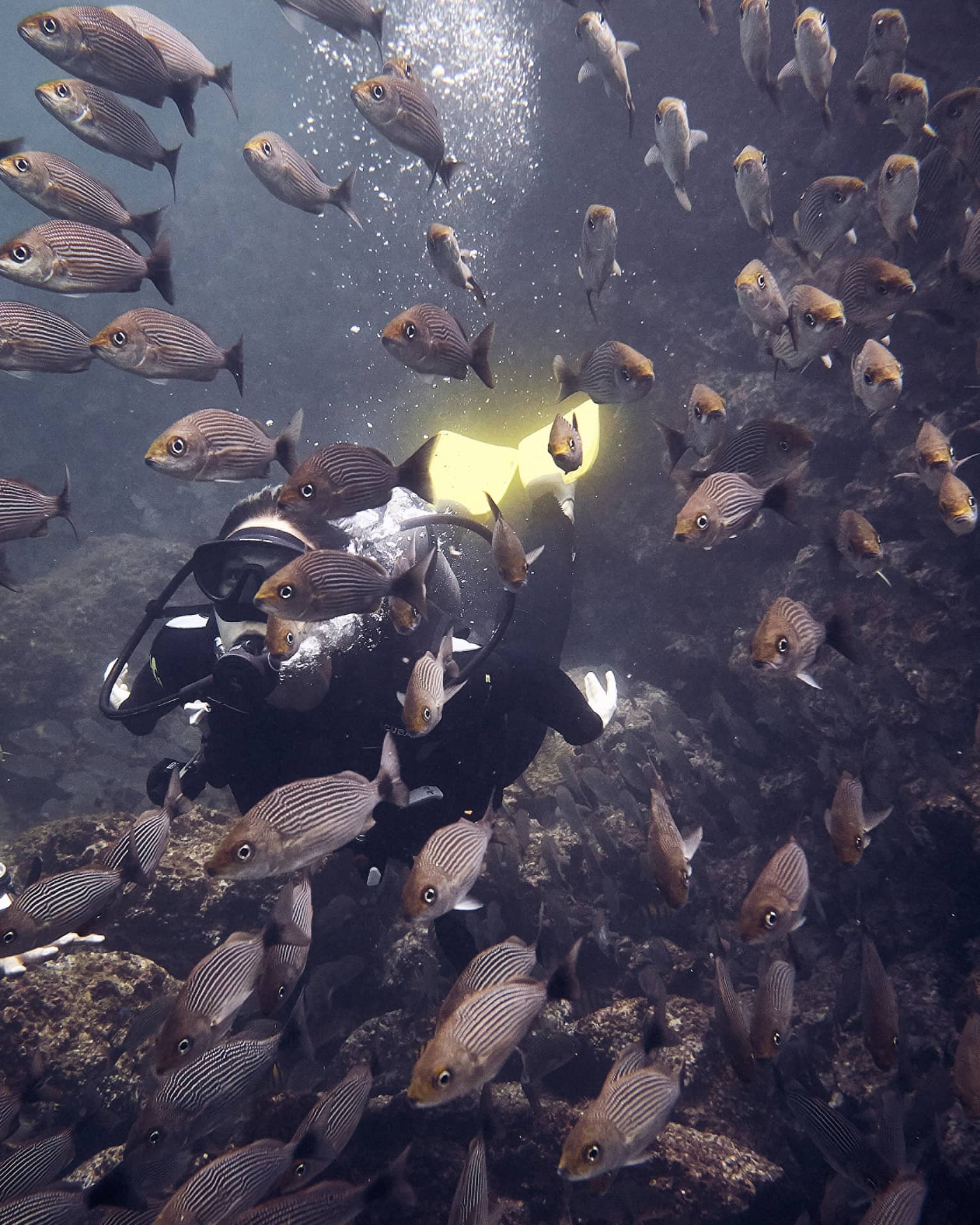 A scuba diver surrounded by fish.