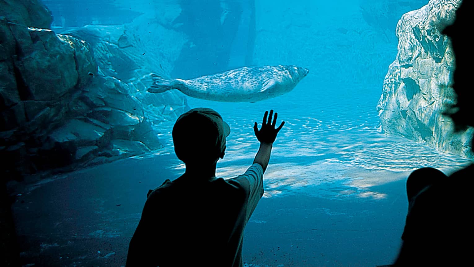 Seal swims underwater in aquarium, silhouette of child with hand against glass