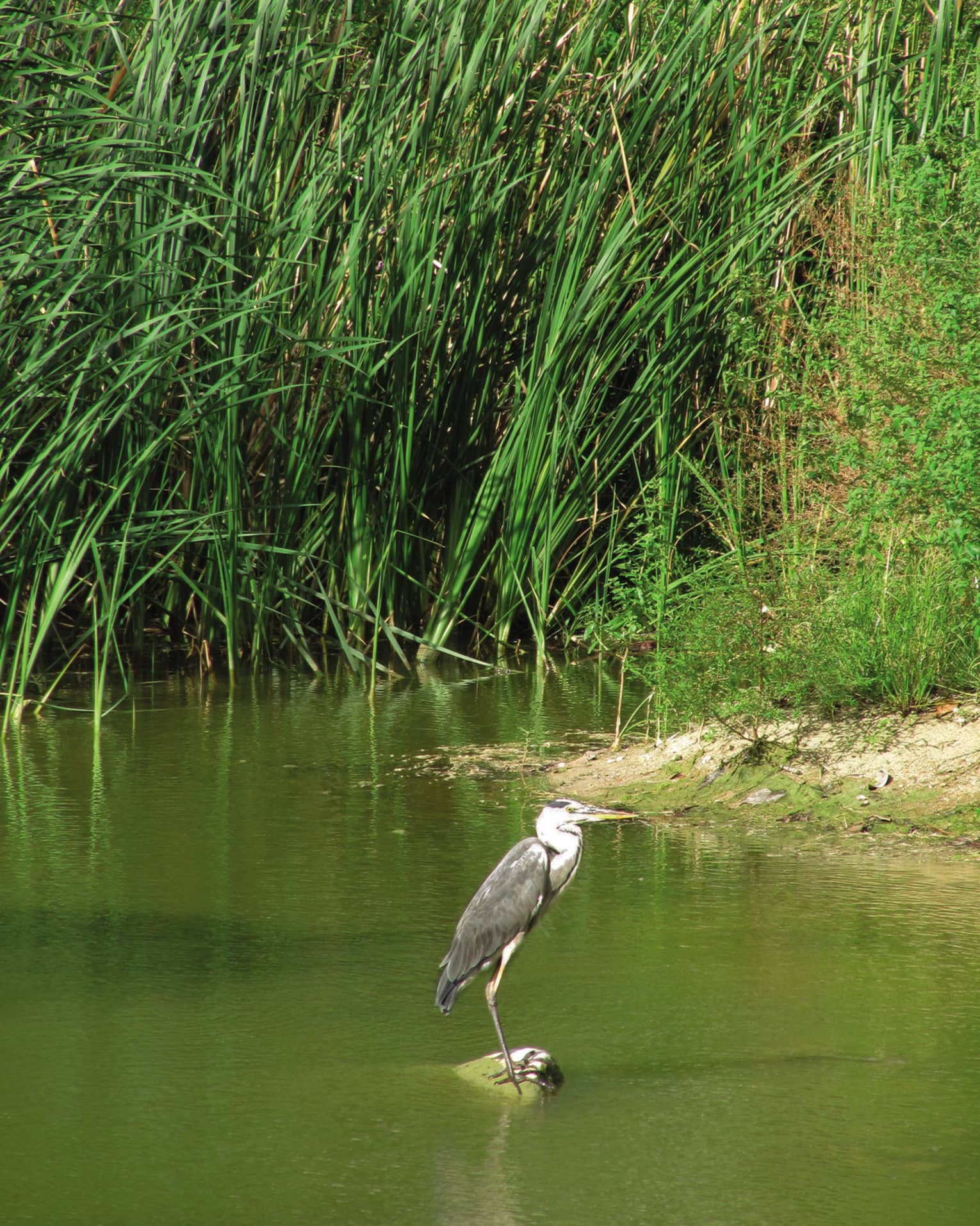 Side view of a great blue heron perched on a rock in a marsh amid shallow, algae-coloured water, brush and surrounding reeds.