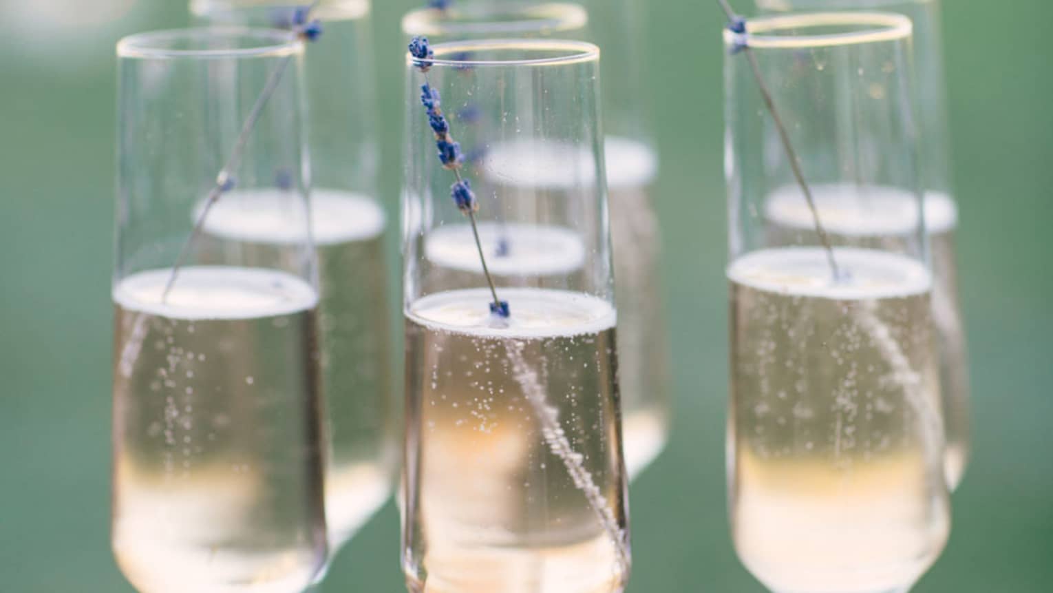 A tray of six Champagne flutes garnished with a sprig of lavendar