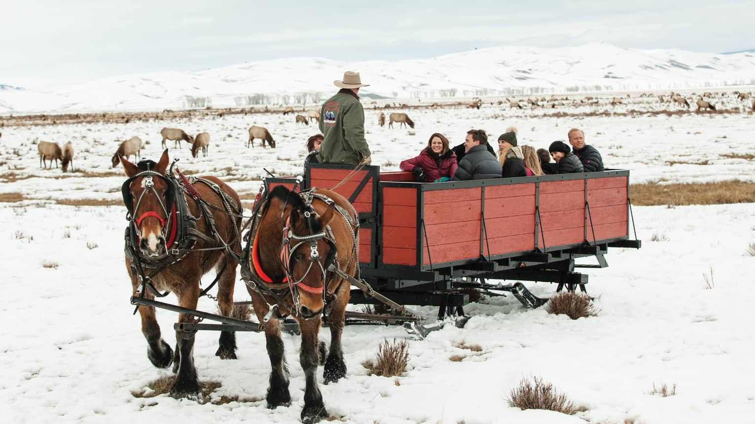 Group of friends in large red sleigh pulled by two horses, elk grazing on snow in background