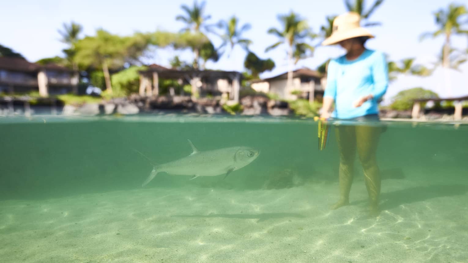 A guest stands in the shallow waters near a fish at Hualalai
