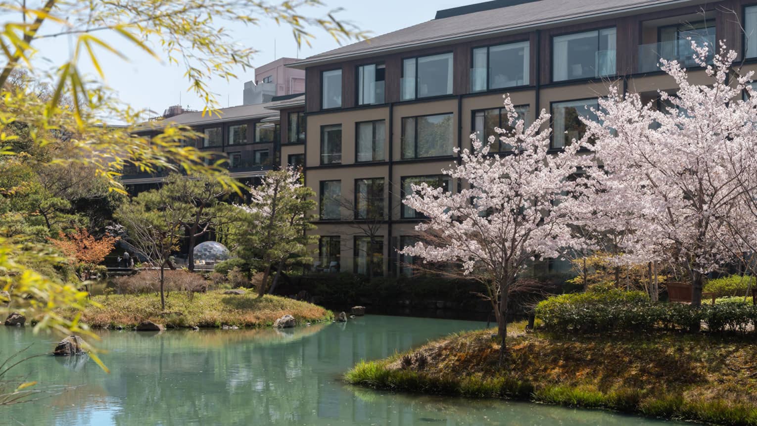 A hotel and pond with cherry blossom trees