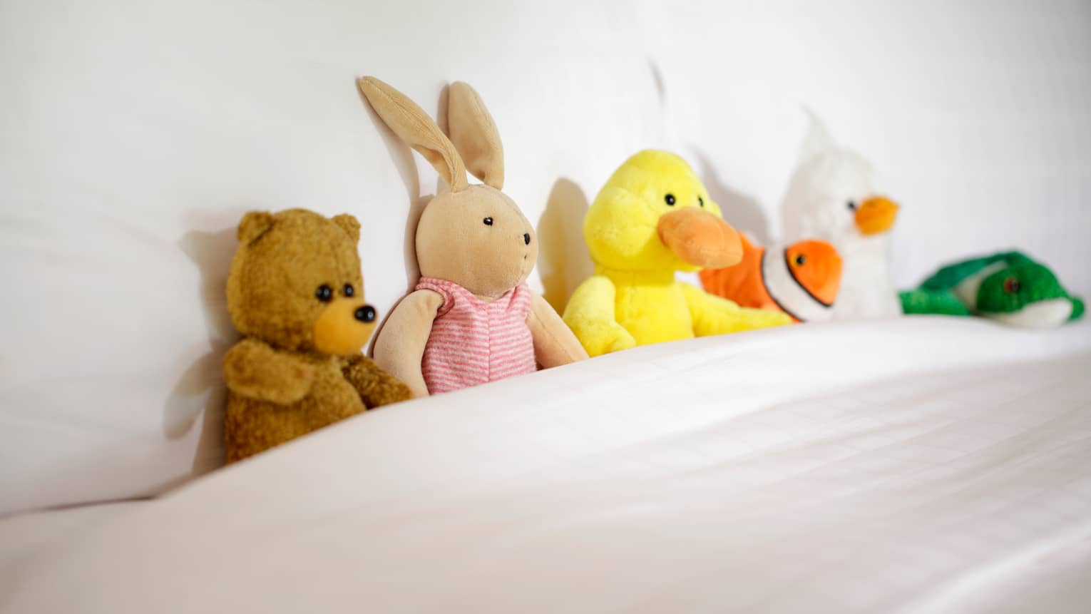 Stuffed bear, bunny and ducks tucked into hotel bed blanket against pillow
