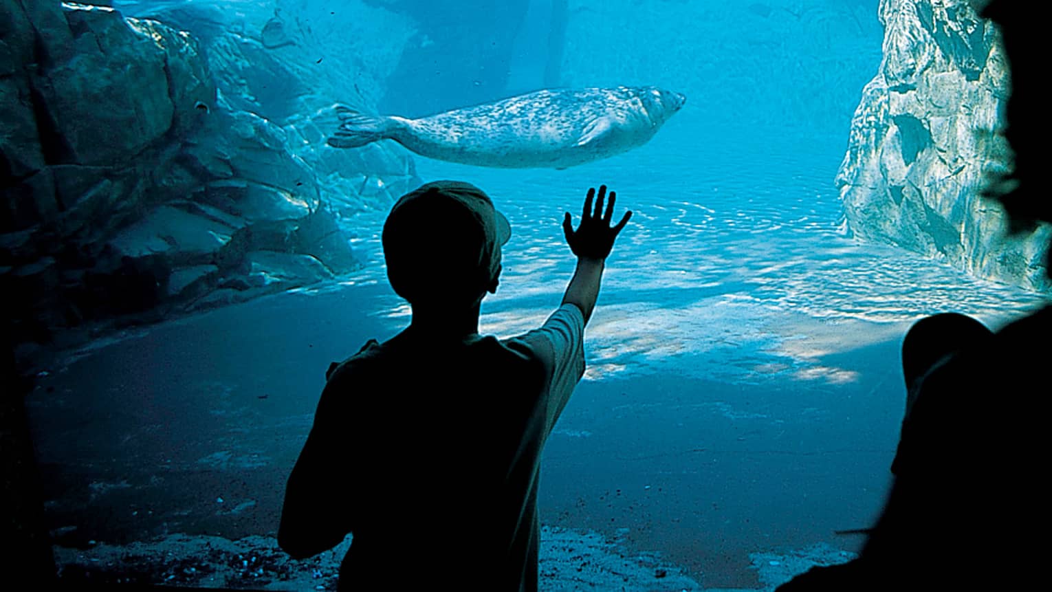 Seal swims underwater in aquarium, silhouette of child with hand against glass