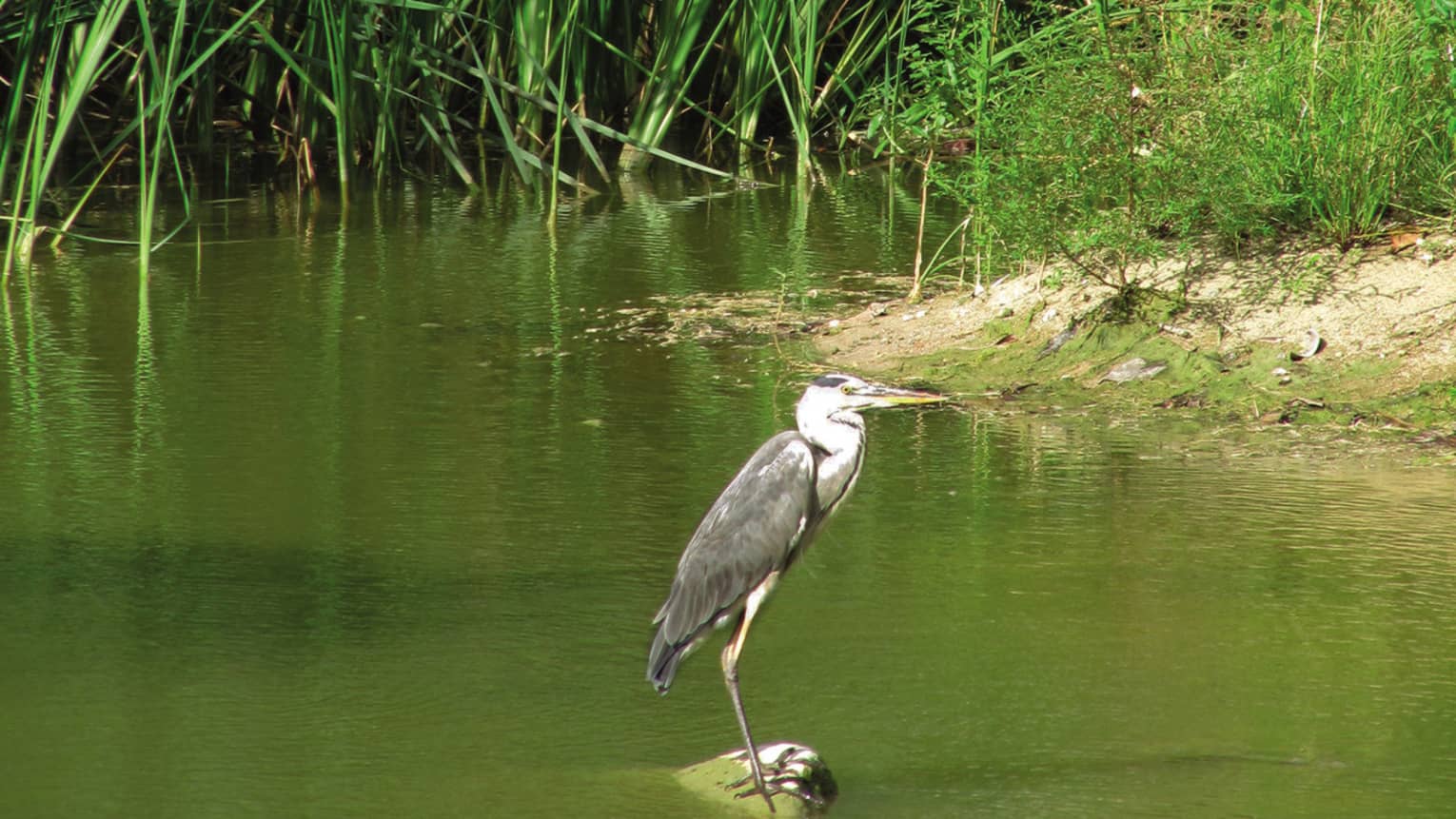 Side view of a great blue heron perched on a rock in a marsh amid shallow, algae-coloured water, brush and surrounding reeds.