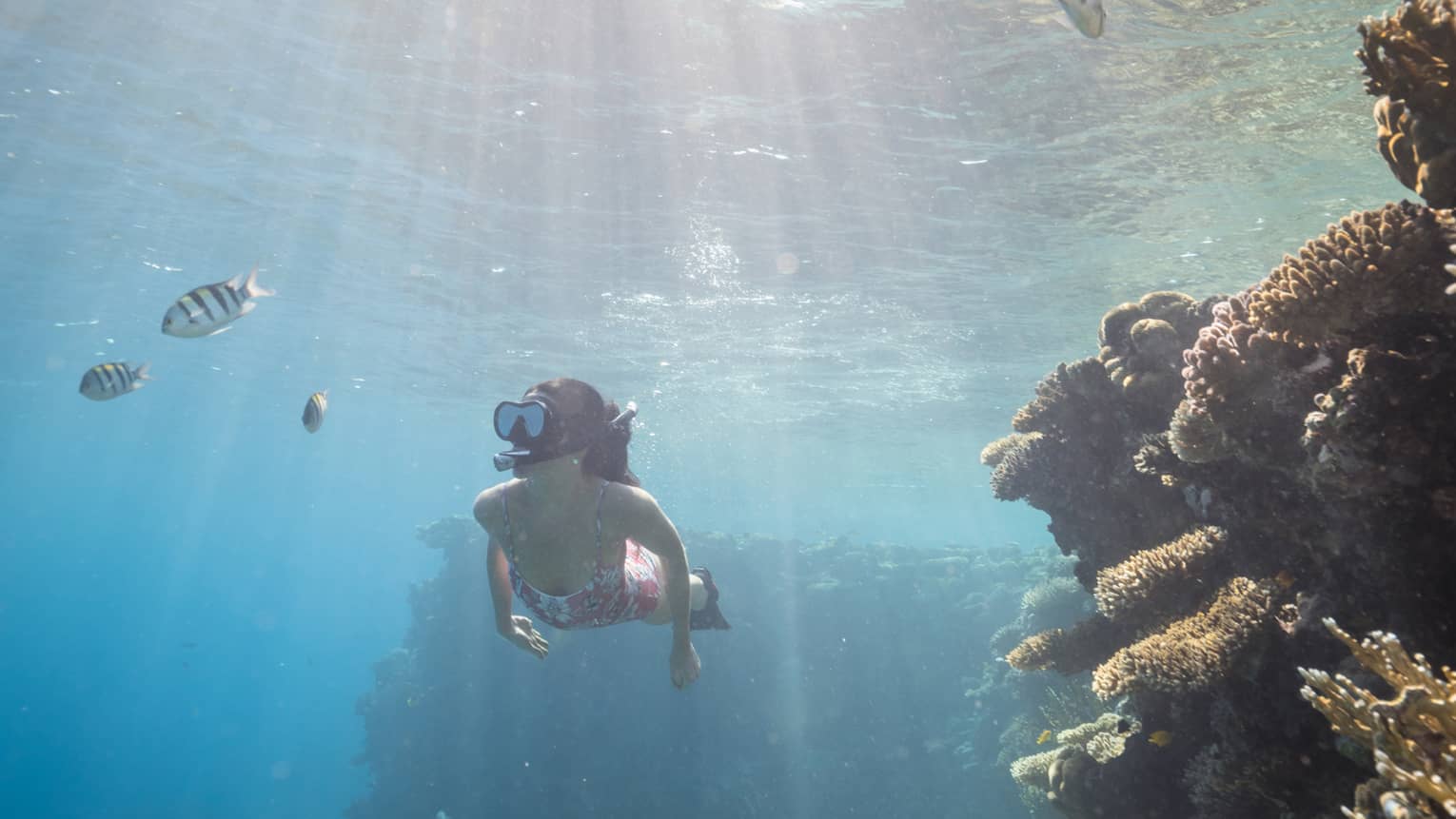 Woman in pink bathing suit snorkels among colourful fish and coral reefs, sunlight streaming through the water's surface