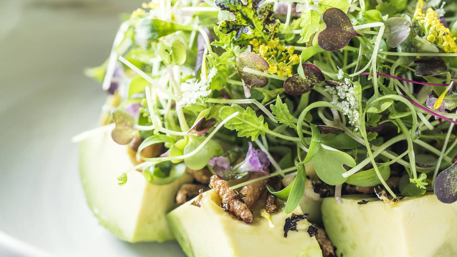 Avocado salad with mixed baby cresses and miso dressing