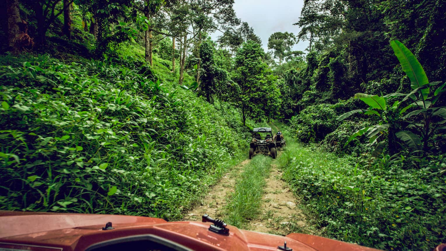 ATVs riding down dirt path in tropical forest
