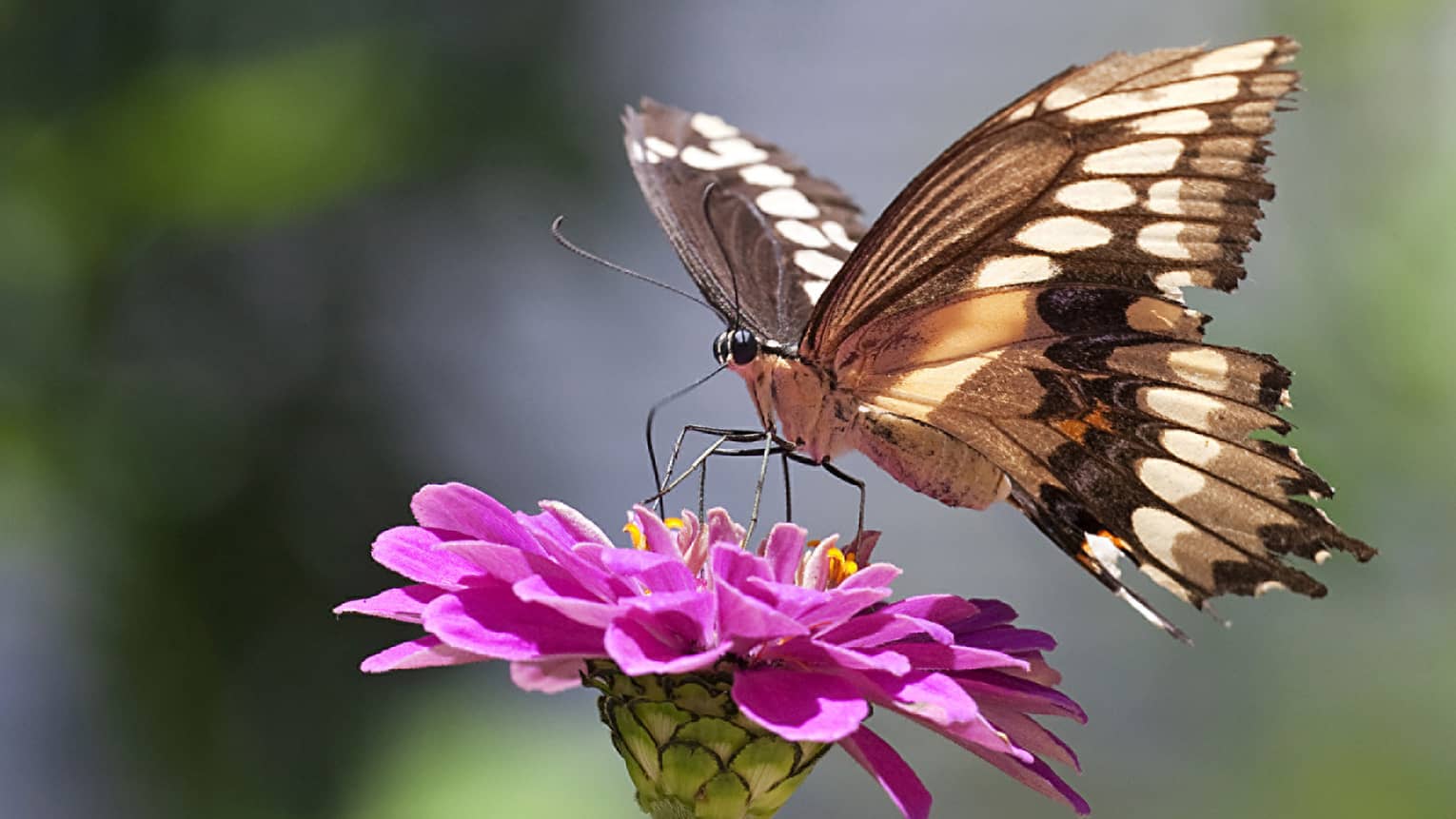 Butterfly that landed on a pink flower.