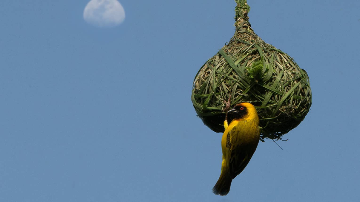 Yellow black-beaked bird hangs on green thatched birdhouse, blue sky and moon in backdrop