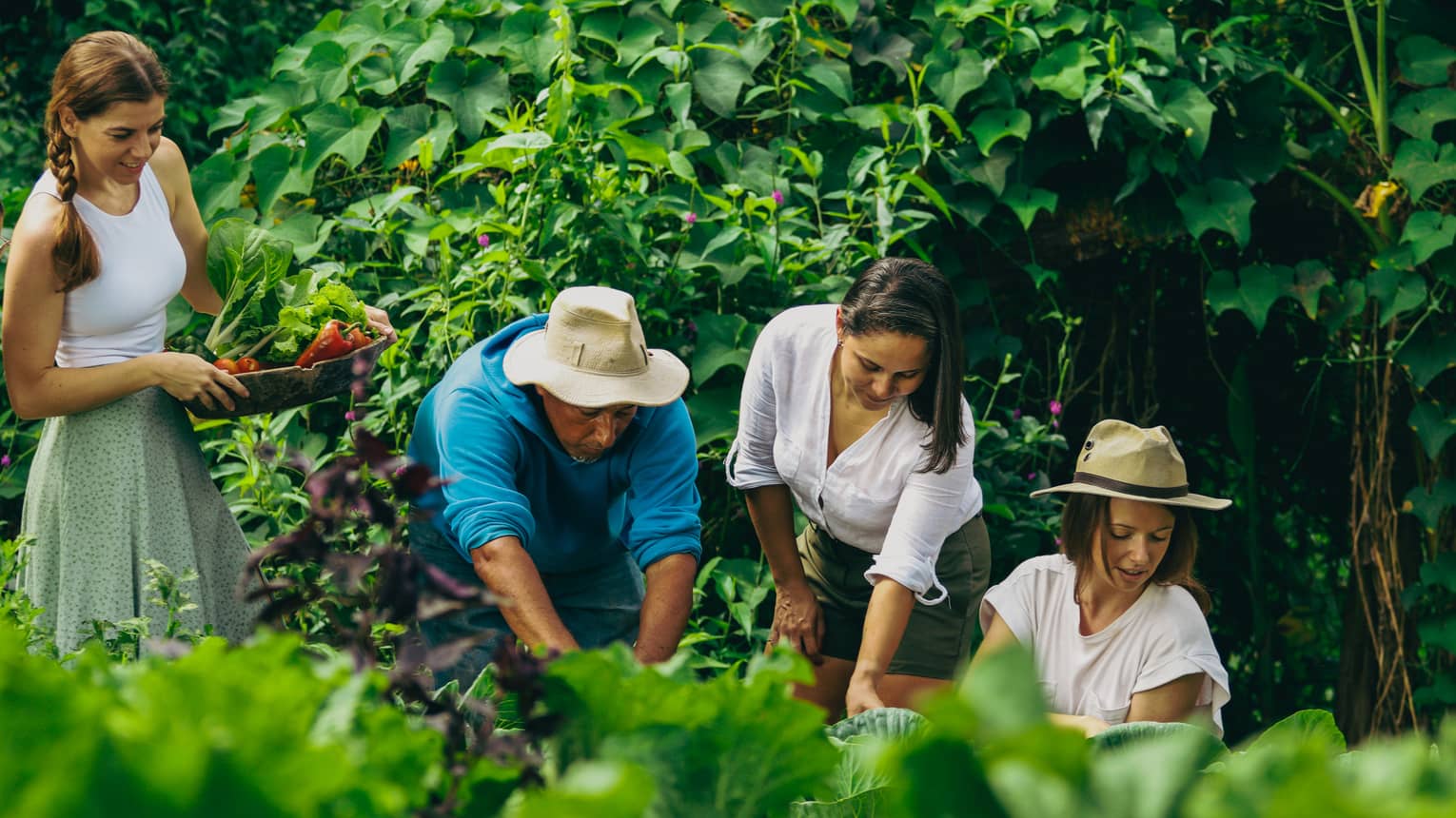 This image depicts people harvesting vegetables from a farm and is connected to sustainability and ESG