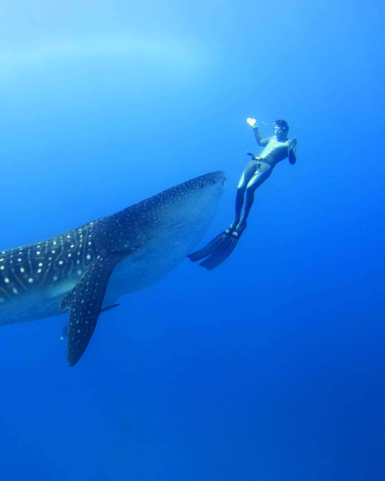 Two scuba divers swim around, film spotted whale shark underwater