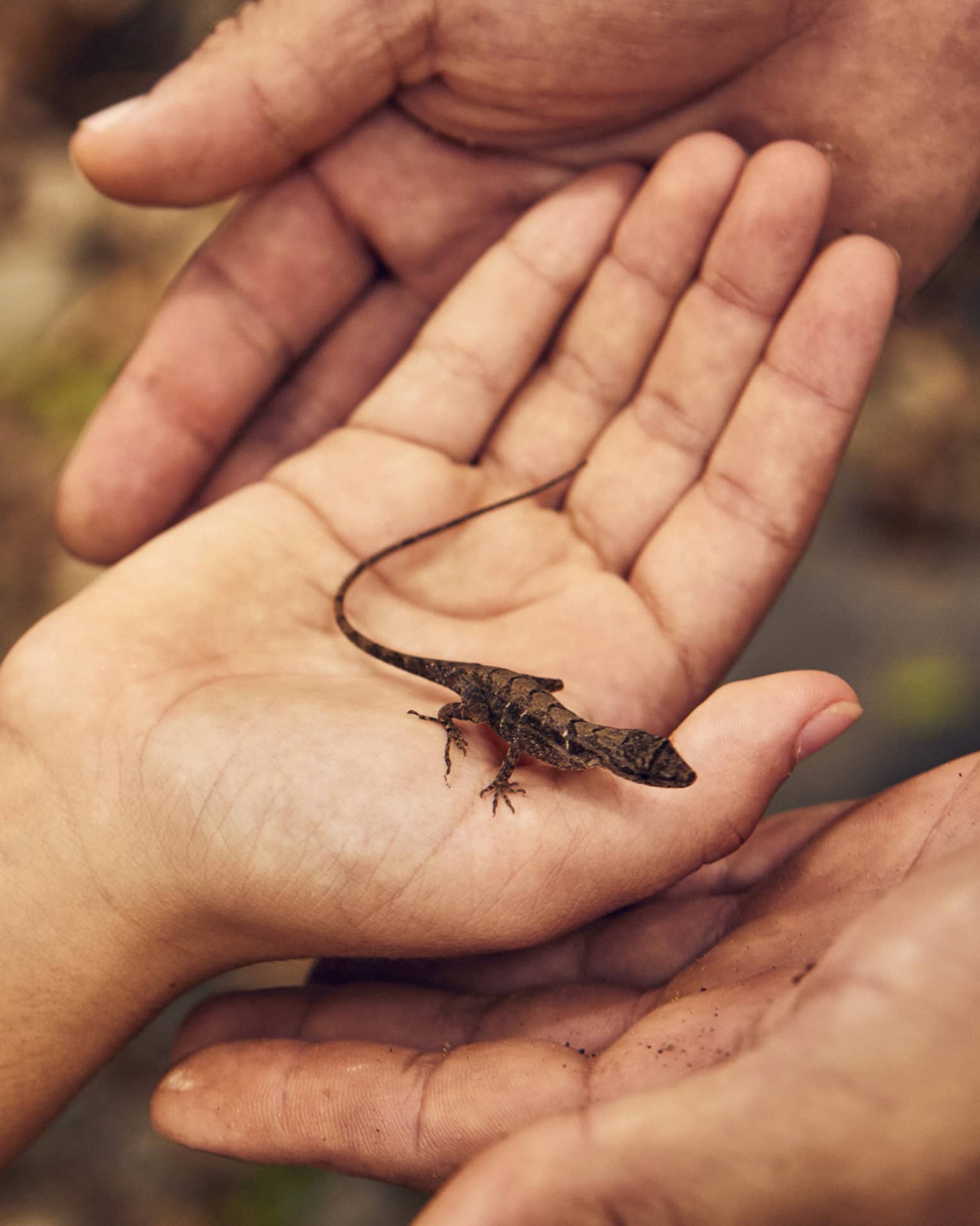 Close up of a small brown-and-black lizard being held in the palm of someones hand