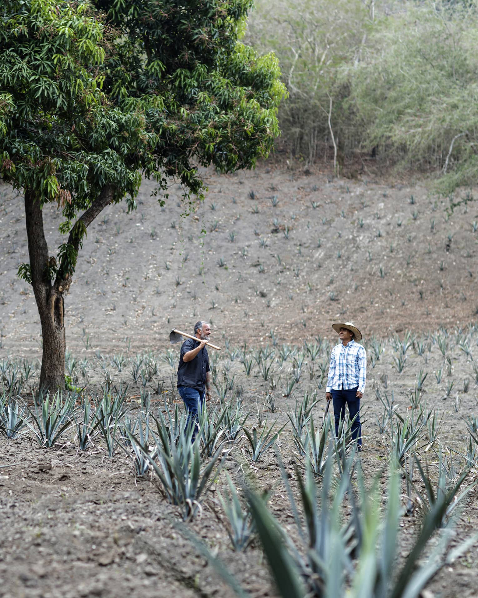 This image depicts two farmers standing in an on-resort Agave Azul farm, and is connected to ESG and sustainability