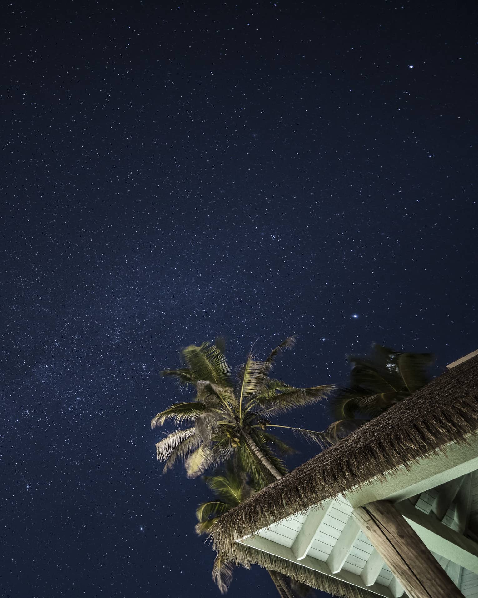 View above palm trees to dark sky filled with stars