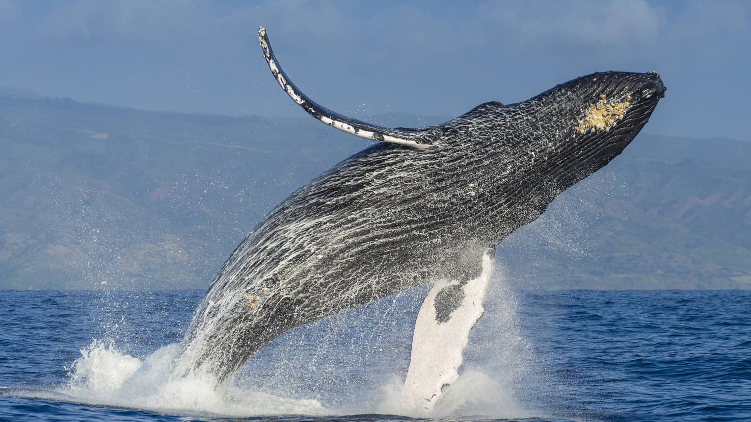 A humpback whale almost fully airborne as it breaches the ocean’s surface, a white veil of water spray falling from its body.