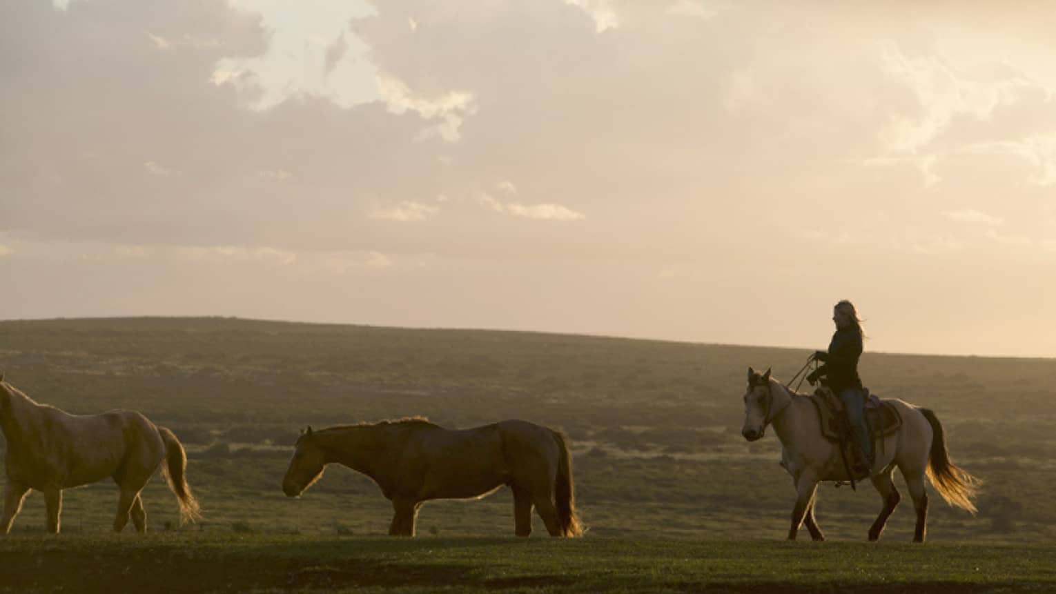 Rider on a horse following two unsaddled horses on a vast low hill silhouetted against a cloudy sky in the glow of sunset.