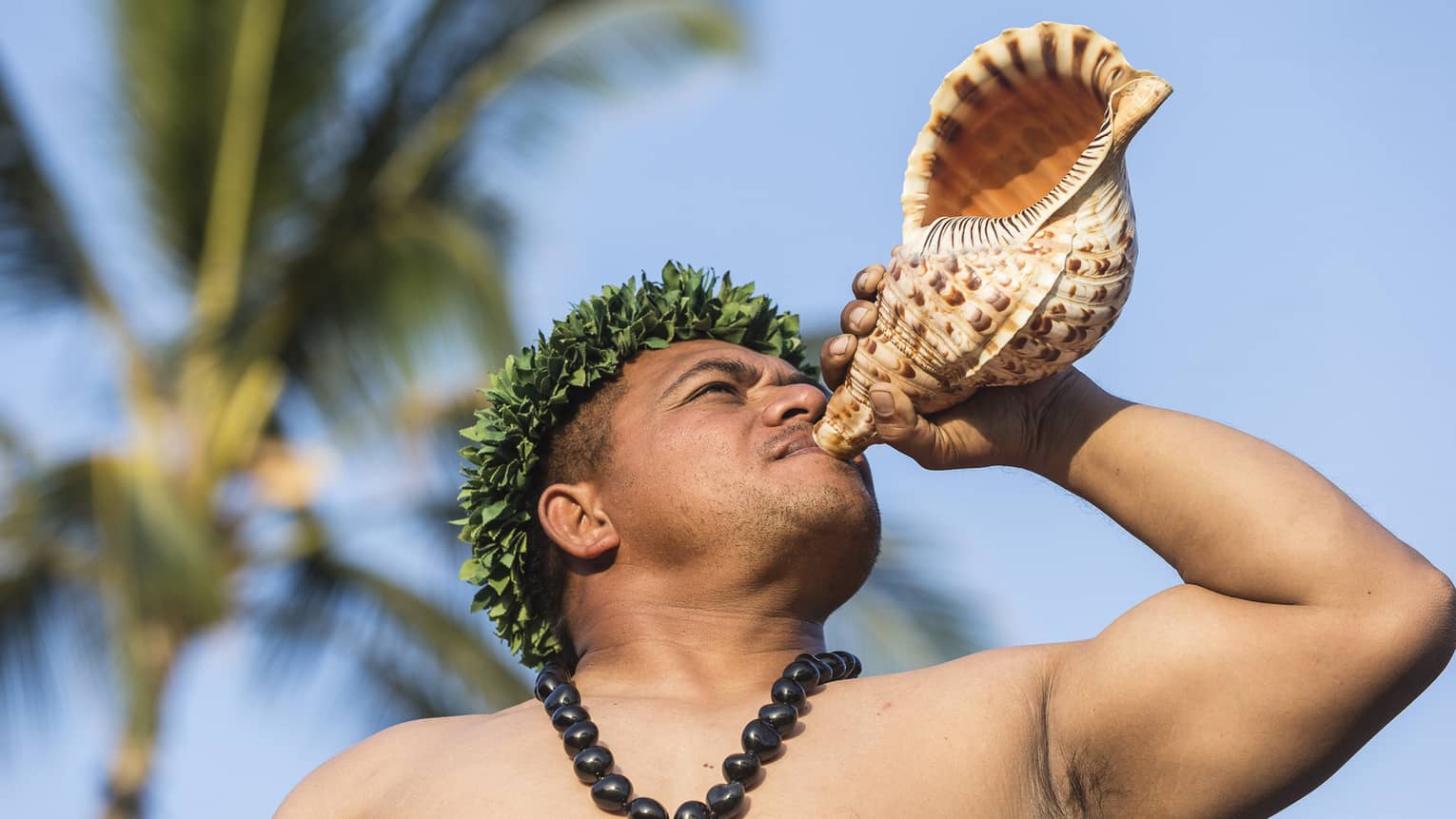 A Native Hawaiian man uses a conch shell to make a morning call