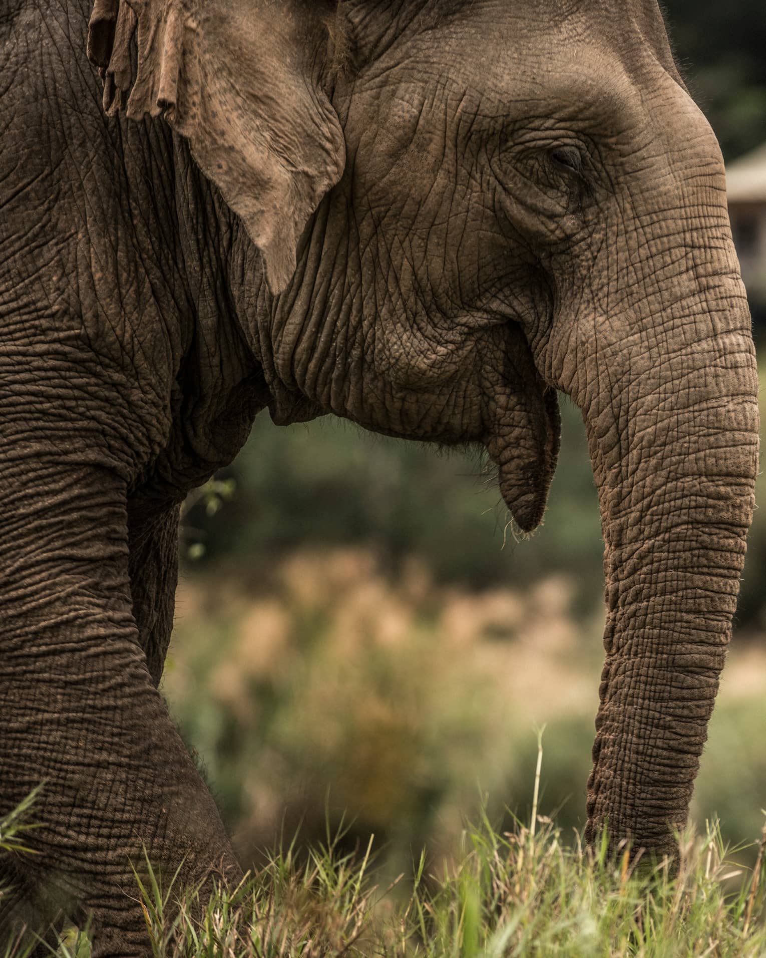 Side view of elephant head, ears, trunk