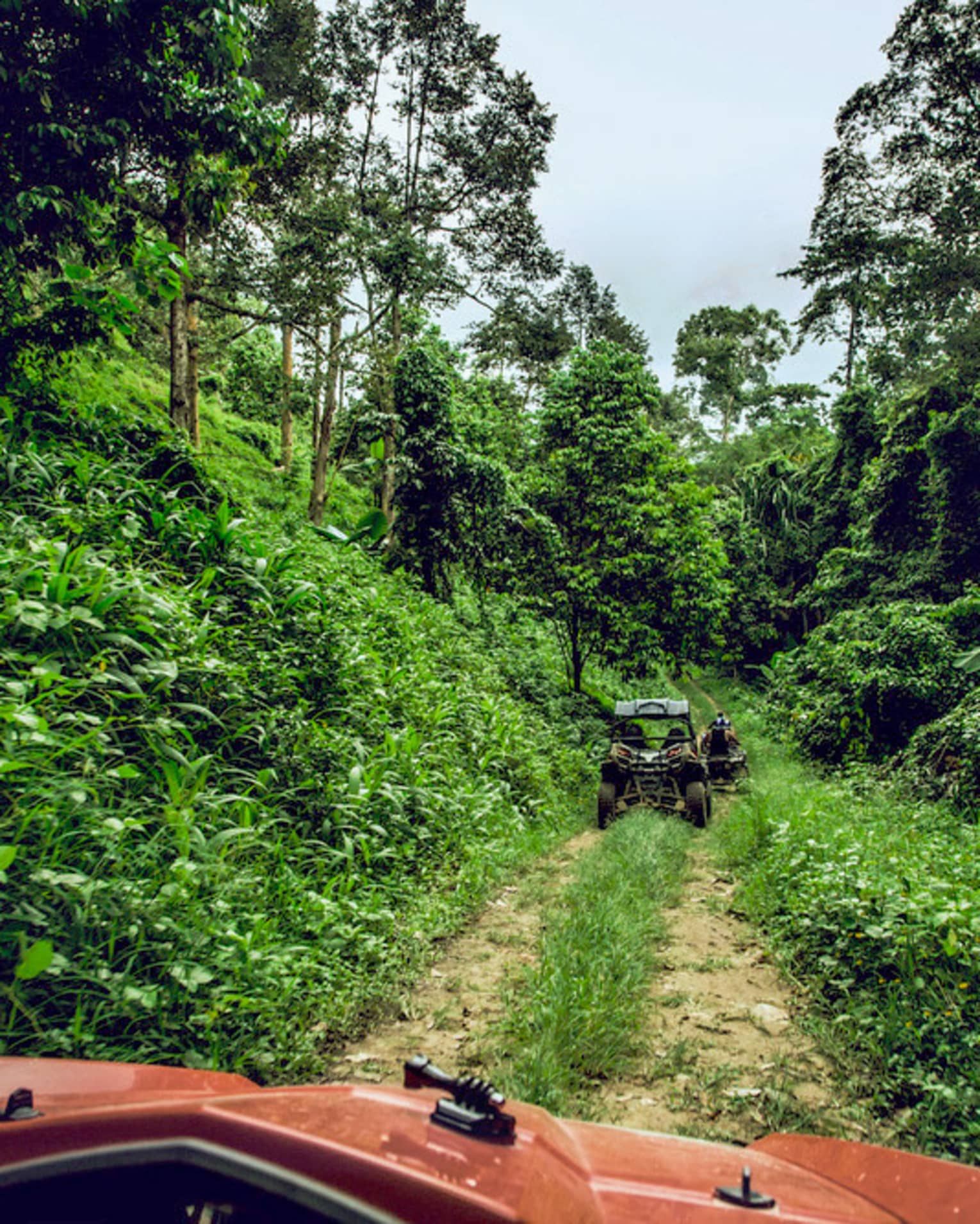 ATVs riding down dirt path in tropical forest